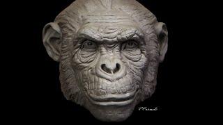 Sculpting a Chimp Part 1