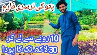 10 Rupees Se Lay Kr 30 Lakh Tak Ke  plants🪴Asia Ki Sab Se Bari ￼Nursery From /pattoki Nursery Form