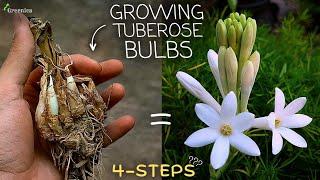 How to Grow Tuberose Flower Bulbs at Home? (WITH UPDATES)