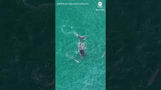 Dolphins befriend young, lost Humpback whale