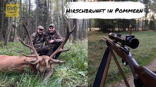 Rothirschbrunft in Pommern - 2 Hirsche gestreckt - Spannende Pirsch auf alten Rothirsch!