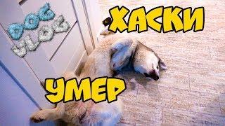 DOGVLOG: ХАСКИ УМЕР ПРАНК Бандита! Говорящая собака