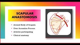 Scapular Anastomosis Anatomy [Simplified] | Upper Limb