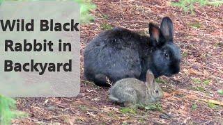 Wild Black Melanistic Rabbit Mini Documentary