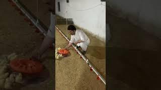 Dawood Khan Poultry Farming Sargodha