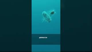 БЕССМЕРТНОЕ СУЩЕСТВО#shorts#evolution#life#sea