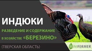 Индюки / В хозяйстве Березино. Разведение, содержание, корм, уход.