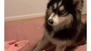 Dog gets tricked by owner and is not happy about it