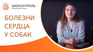  Симптомы, лечение и профилактика наиболее частых болезней сердца у собак. Болезни сердца у собак.