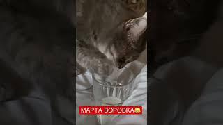 КОШКА ВОРОВКА