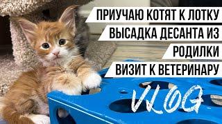 Как приучить котенка к лотку, котята выходят из домика, визит к ветеринару. VLOG#3