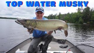 Top Water MUSKY Caught in Super Shallow Water!!