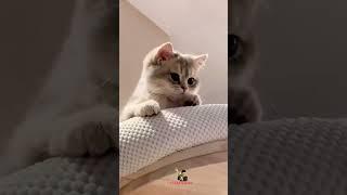 Котомото!  #мотоциклы #bikeborn #bikelife #motolove #bikers #прикол #funny #cat #коты #смешно