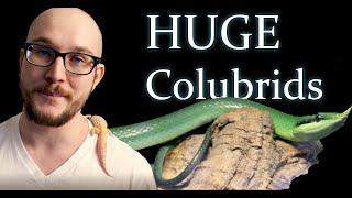 Top 5 HUGE Colubrid Snakes!