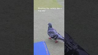 Pigeon Fashion Show: Strutting the Runway! #pigeon #catwalk #nature