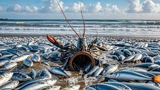 Good Luck, Big Fish Stranded Everywhere, Cat's Eye Snails Super Relieved