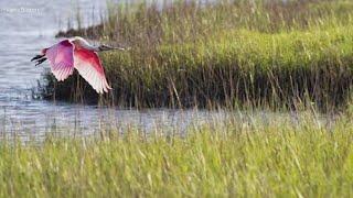 Love the outdoors? Here's how to become a Certified Texas Master Naturalist 