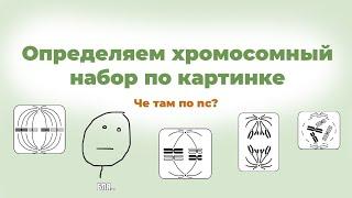 Как определить хромосомный набор по картинке? В заданиях ЕГЭ по биологии