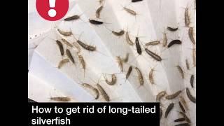 How to get rid of long-tailed silverfish