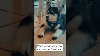 Where have you been? #husky #bieyedhusky #huskypuppy