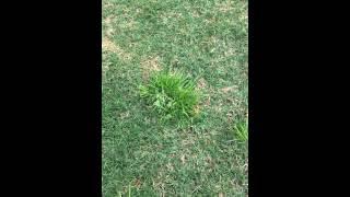 How to kill poa annua in your lawn.