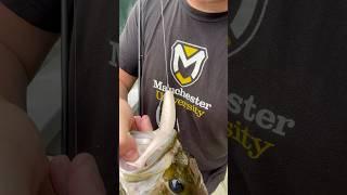 Catches Everything #shorts #bassfishing #fishing #fish #sportfishing #1k #fishinglife #fun #swimbait