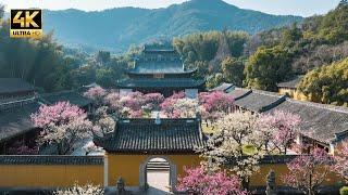 漫步林阳寺，这里的梅花惊艳了我，美得让我挪不开眼！4K China
