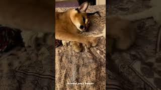 Floppa Jane is Playing with Owner : Caracal #shorts