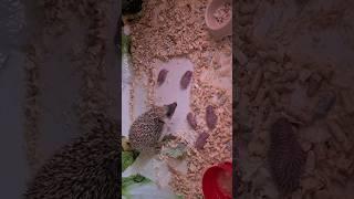 сказать что я в шоке...это ничего несказать.незапланированные роды #cute #hedgehog #pet