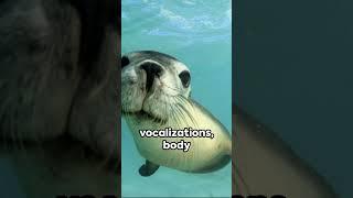 Seal Secrets  3 Fascinating Facts  #facts #animals #fascinatingfacts #seal