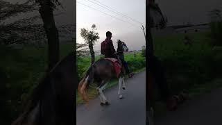 #roji.. ️‍🩹#horseriding #horselover #kathiyawadi_style #virelvideo #kathiyawadihorse