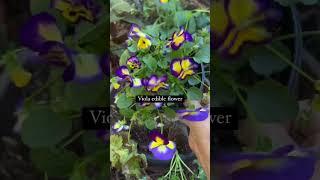 I Planted kale, lettuce, and viola | #garden #gardeninglife #critters #gardening #planting #gardengr