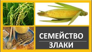 18. Семейство Злаки