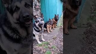 THE BIGGEST DOG - East European Shepherd Ray. ВЕО Рэй.  Odessa.