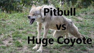 Pitbull Dog vs Huge Coyote Fight  | WHO WINS ?  | REAL ATTACK