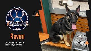 Reactive to Relaxed | Raven the German Shepherd's Training Breakthrough!