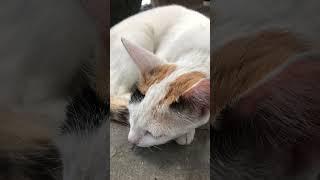 When you met a beautiful stray cat #shorts #youtubeshorts #cat #cats #baby #pets