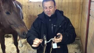 Voici un exemple d'un cheval qui a des problèmes avec son mors, son embouchure?