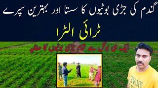 How to control weeds in wheat field |Tri ultra herbicide for wheat weeds control | Abid Ali Agrarian