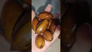 How To Grow A Pecan Nut Tree ! @_Ibarbi._ - Capricorn Gardening Channel...#tips #gardening