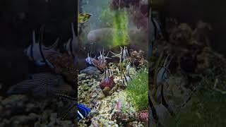 Marine Saltwater Reef Fish Tank @harindofish | Falcon Aquarium services