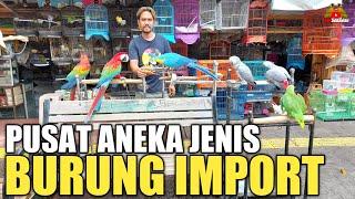 BUKAN DI PRAMUKA ! TAPI DI PASAR BURUNG INI READY BANYAK BURUNG IMPORT DAN PARUH BENGKOK