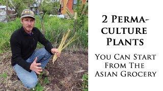 2 Permaculture Plants You Can Easily Propagate From The Asian Grocery Store