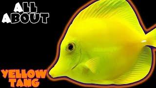 All About The Yellow Tang