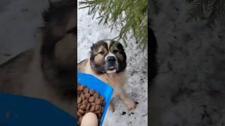 Завтрак Кавказской овчарки #animal #dog #doglover