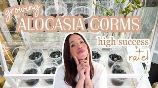 growing alocasia corms | easy + high successwith this method | fluval stratum
