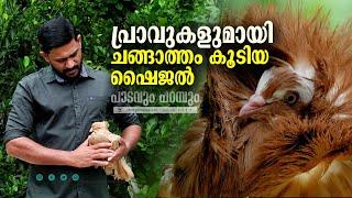 വരുമാനമില്ല, പക്ഷേ പ്രാവുകളെ വളർത്തും ഷൈജൽ | PIGEON FARM | WAYANAD |