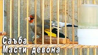 Супер пение седоголовый щегол. Таджикистан. singing Gray-headed Goldfinch Tajikistan