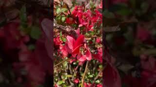 Bee#youtube #youtuber #youtubeshorts