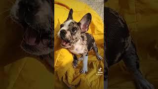 frenchie Merle  #merle #bulldogs #frances